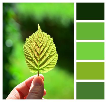 Close Up Leaf Backlighting Image